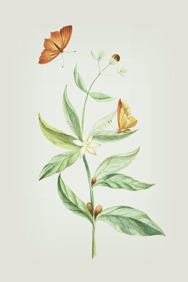 Coffee Branch With Butterfly Without Caterpillar by Cornelis Markee 1763 Mixed Media by Movie Poster Prints