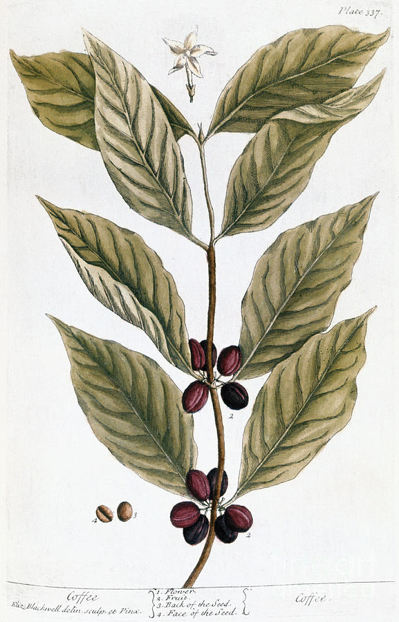 Coffee Photograph - Coffee Plant, 1735 by Granger