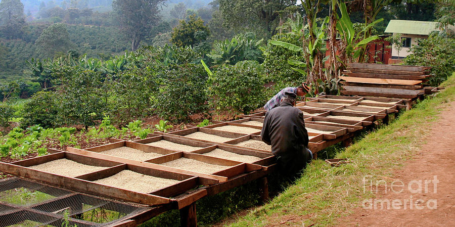 Coffee Plantation Photograph by Bruce Block