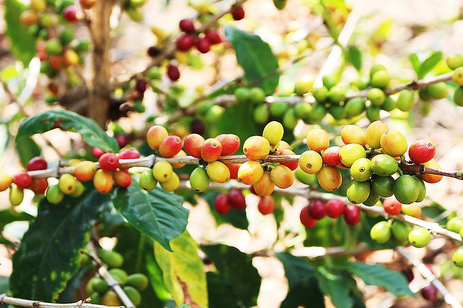 Cofffee beans ready for harvest Digital Art by Angela Martin - Fine Art ...