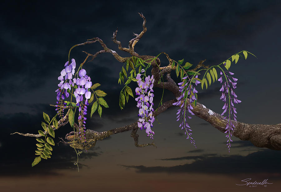 Cogans Wisteria Tree Digital Art by M Spadecaller