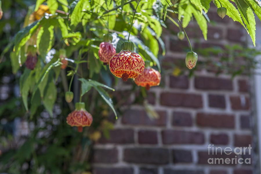 Chinese Lantern Flower Photograph by Dale Powell