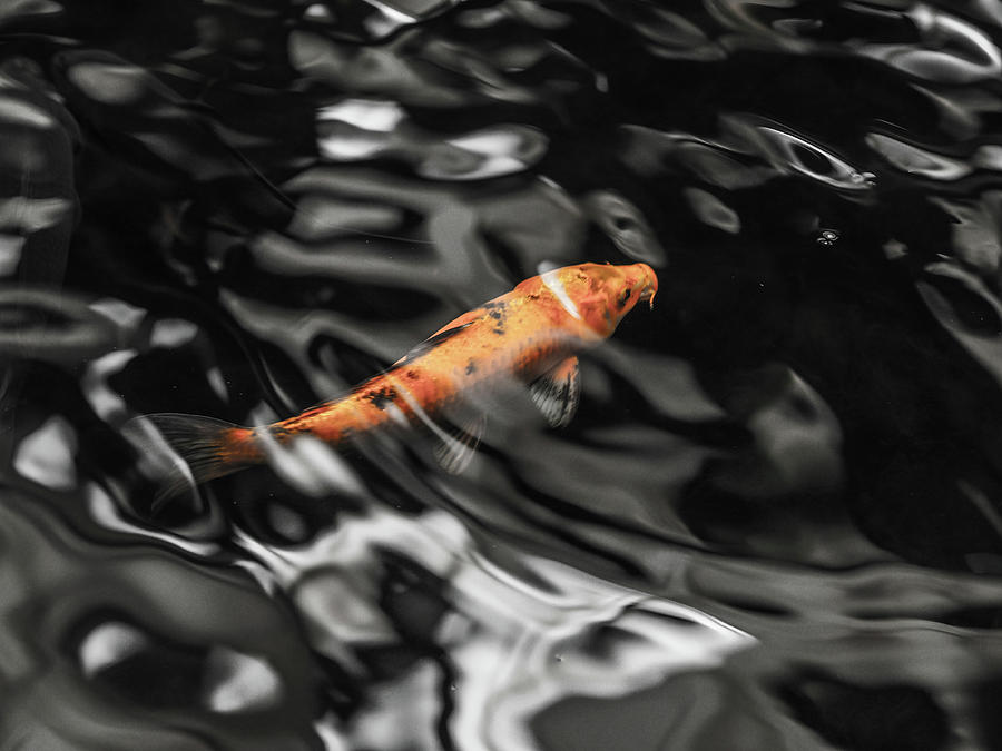 Fish Photograph - Coi by David Alexander Arnavat