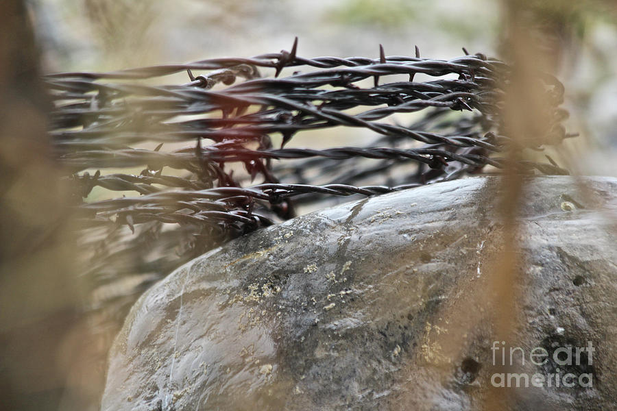 Coiled Barbed Wire Photograph by Ann E Robson