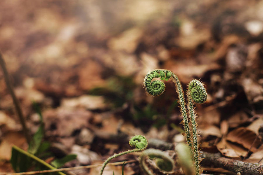 Spring Photograph - Coiled Fern Among Leaves on Forest Floor by Amber Flowers