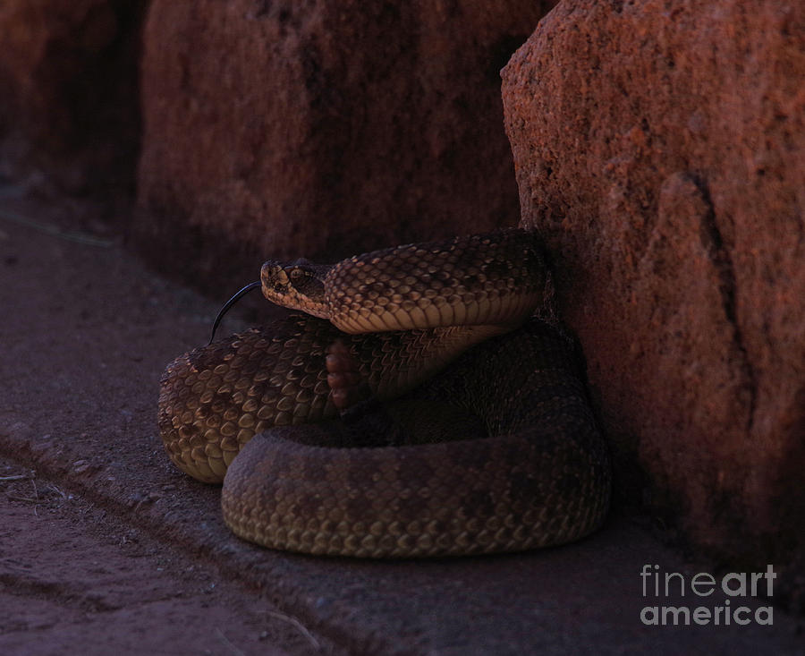 Coiled rattler with forked tongue  Photograph by Jeff Swan