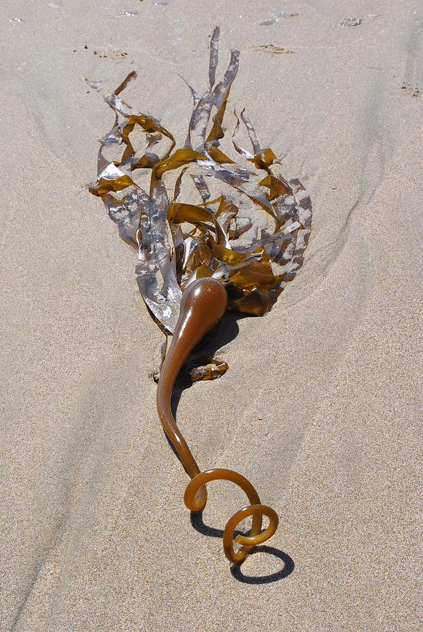 105 Coiled Seaweed On Sand Photograph By John Vann