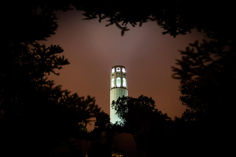 Coit Tower Through the Trees Photograph by Daniel Murphy