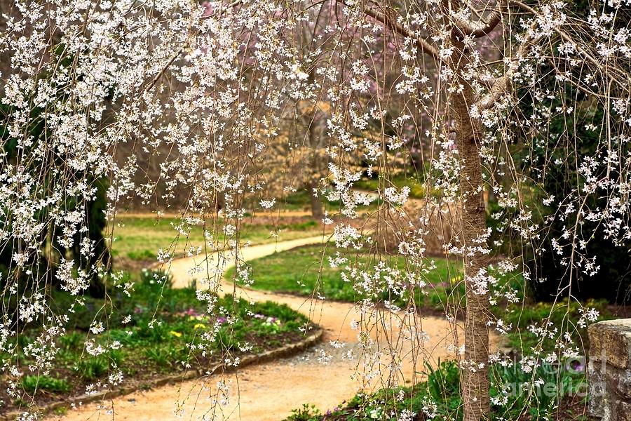 Chapel Hill Photograph - Coker Arboretum Spring by David Gellatly