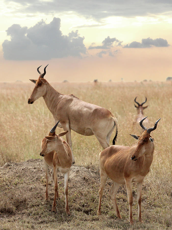 Cokes Hartebeest Antelopes in Tanzania Photograph by Gill Billington