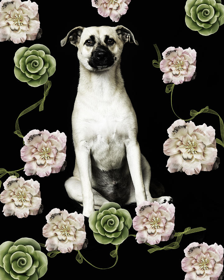 Stray Dogs Photograph - Coki or the Story of a Failed Foster by Marilina Davila