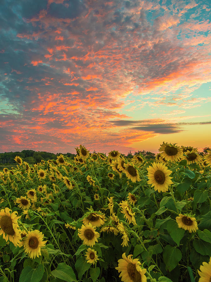 Colby Farm sunflowers Photograph by Bryan Xavier
