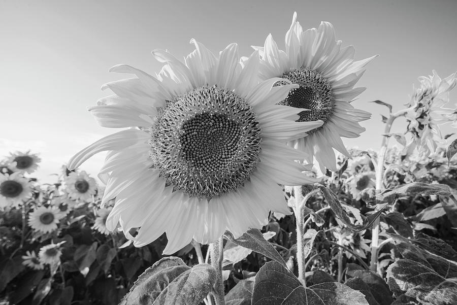 Colby Farms Sunflower Field Closeup Black and White Photograph by Toby McGuire