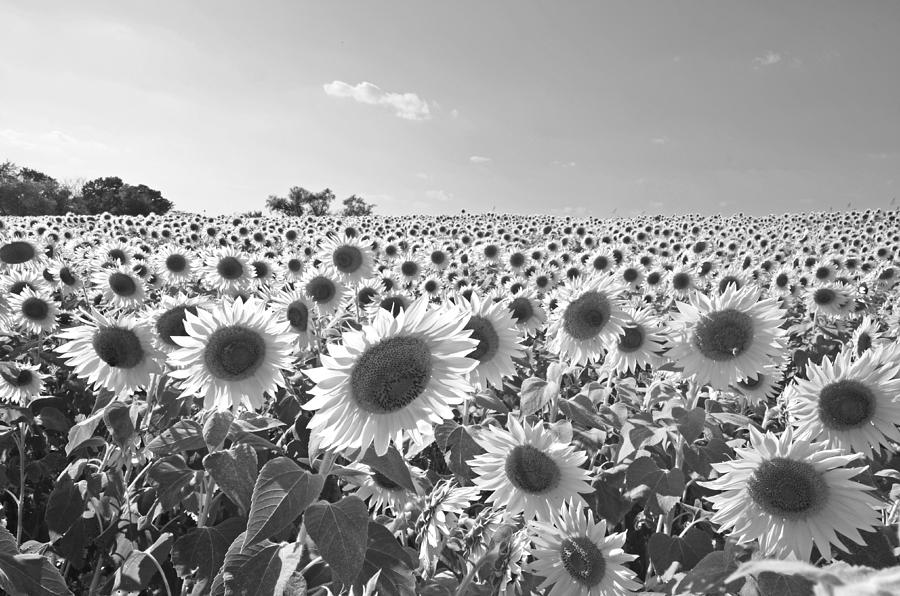 Colby Farms Sunflower Field Newbury MA Black and White Photograph by Toby McGuire