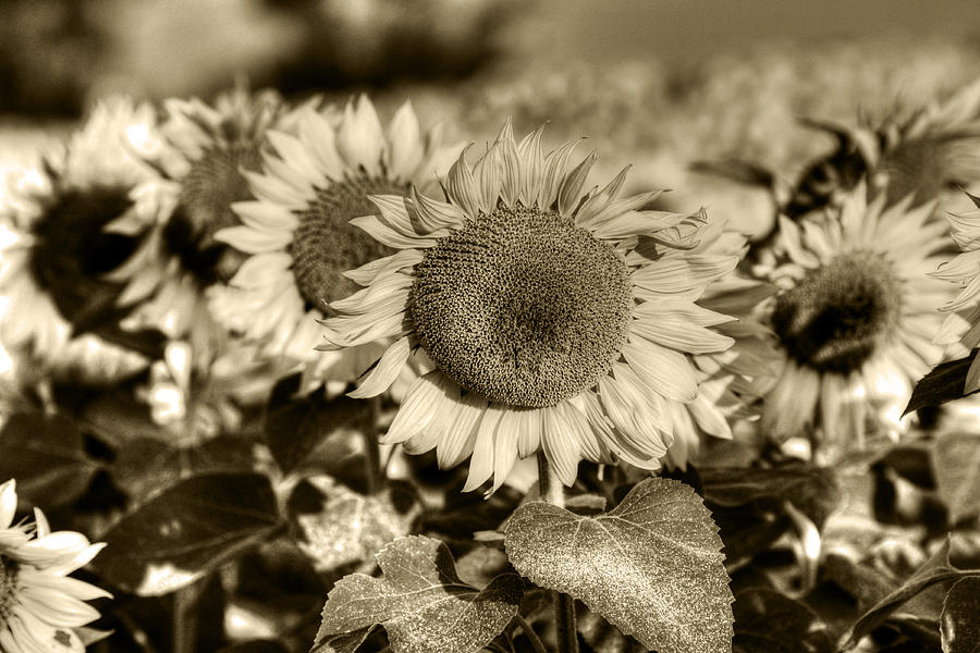 Colby Farms Sunflower Field Newbury MA Lineup Sepia Photograph by Toby McGuire