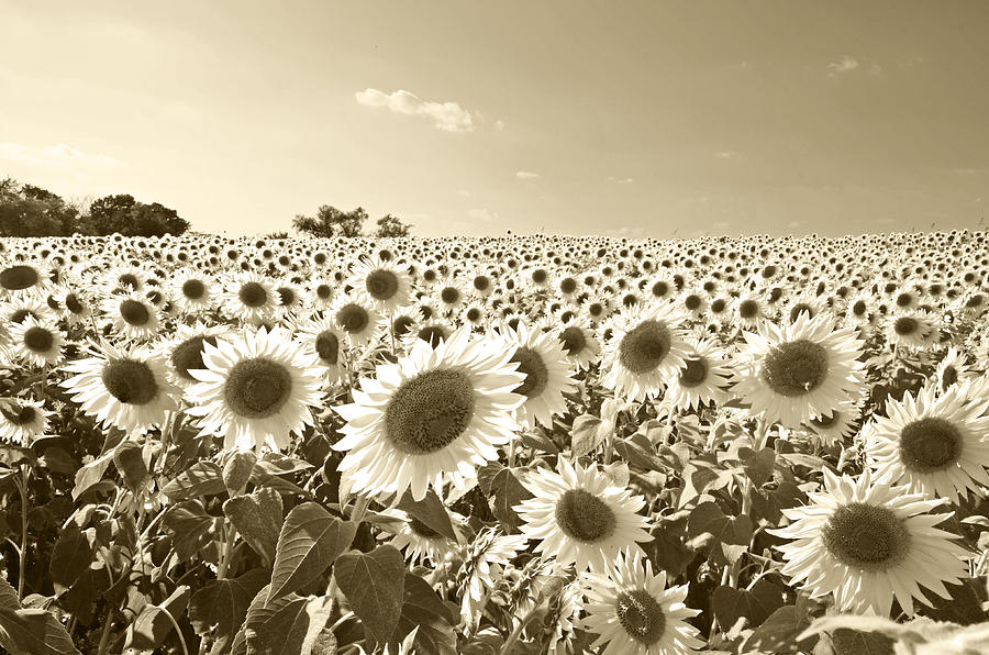 Colby Farms Sunflower Field Newbury MA Sepia Photograph by Toby McGuire