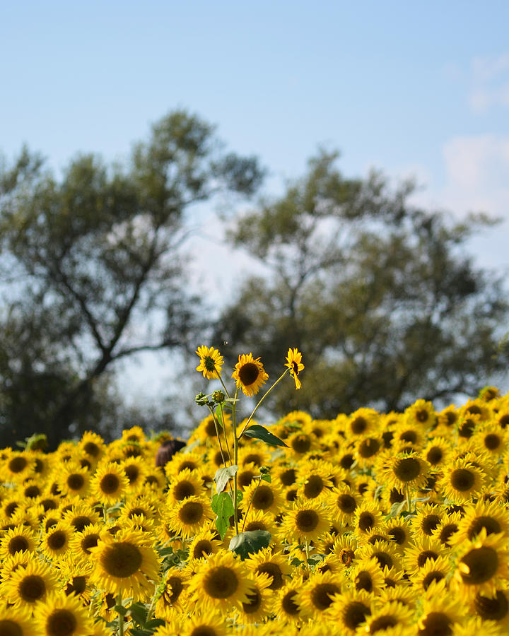 Colby Farms Sunflower Field Newbury MA Standing Tall Photograph by Toby McGuire