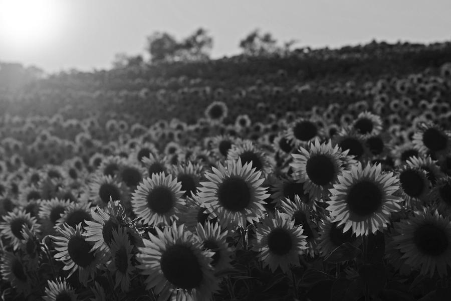 Colby Farms Sunflower Field Newbury MA Sunset Black and White Photograph by Toby McGuire