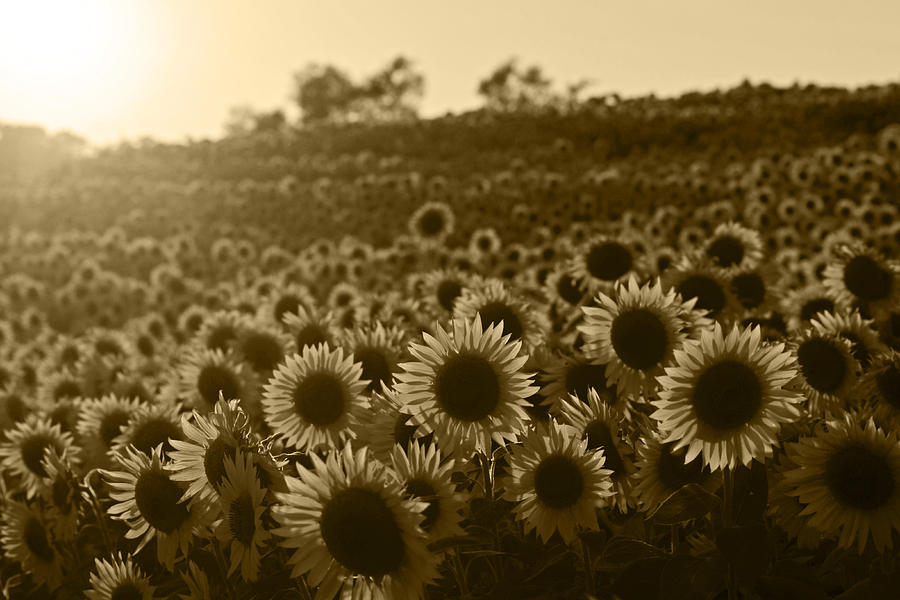 Colby Farms Sunflower Field Newbury MA Sunset Sepia Photograph by Toby McGuire