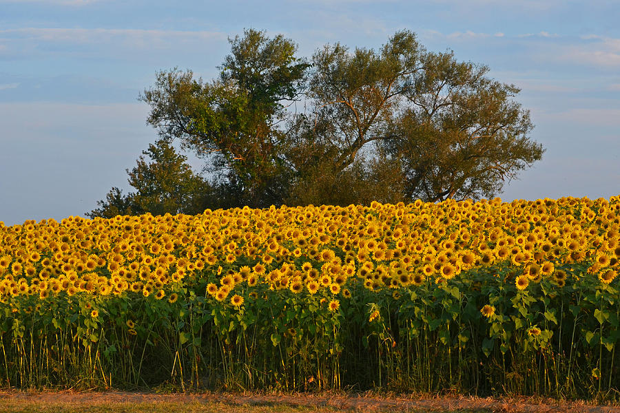 Colby Farms Sunflower Field Newbury MA Tree Photograph by Toby McGuire