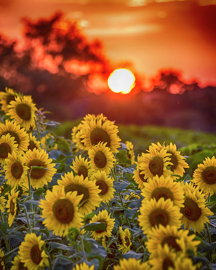 Colby Farms Sunflower Field Sunset Photograph by Toby McGuire