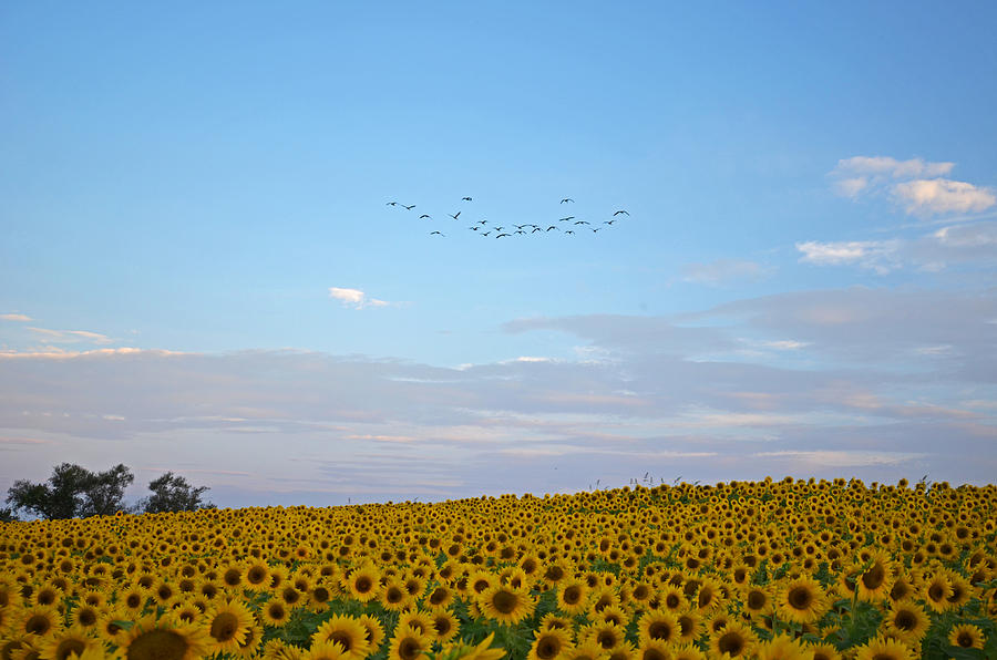 Colby Farms Sunflower field with Birds Overhead Photograph by Toby McGuire