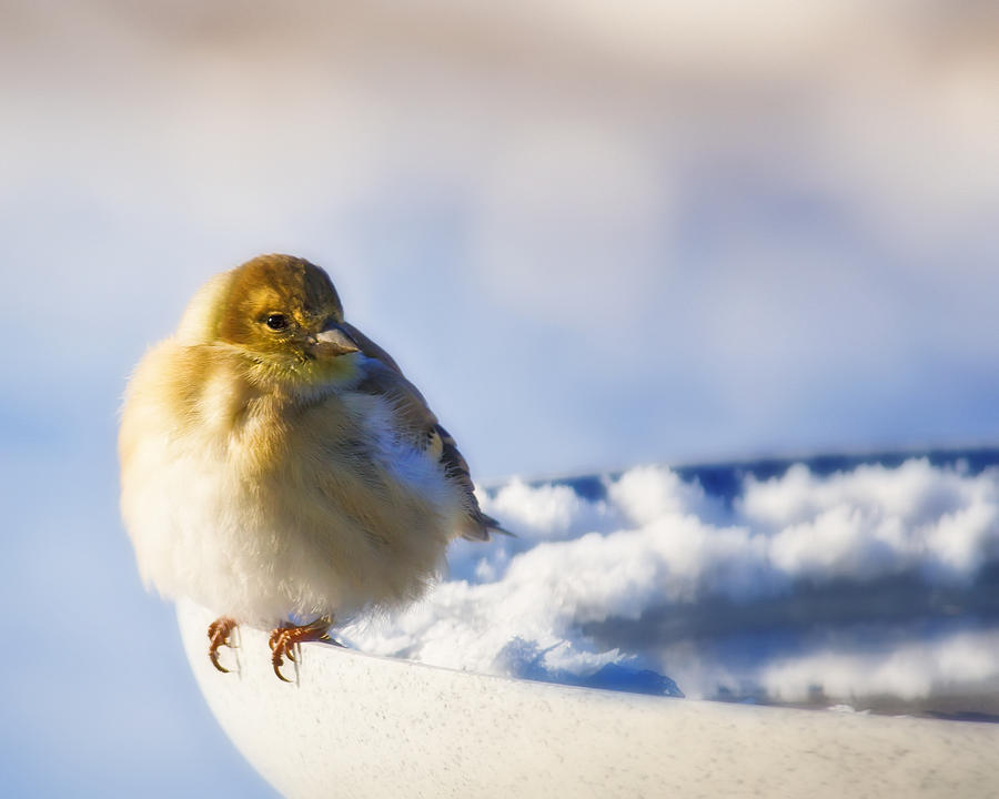 Nature Photograph - Cold American Goldfinch by Al  Mueller
