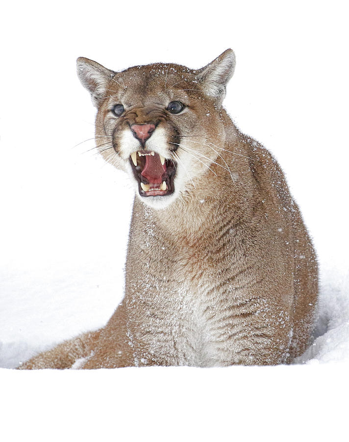 Cold Anger Photograph by Steve McKinzie