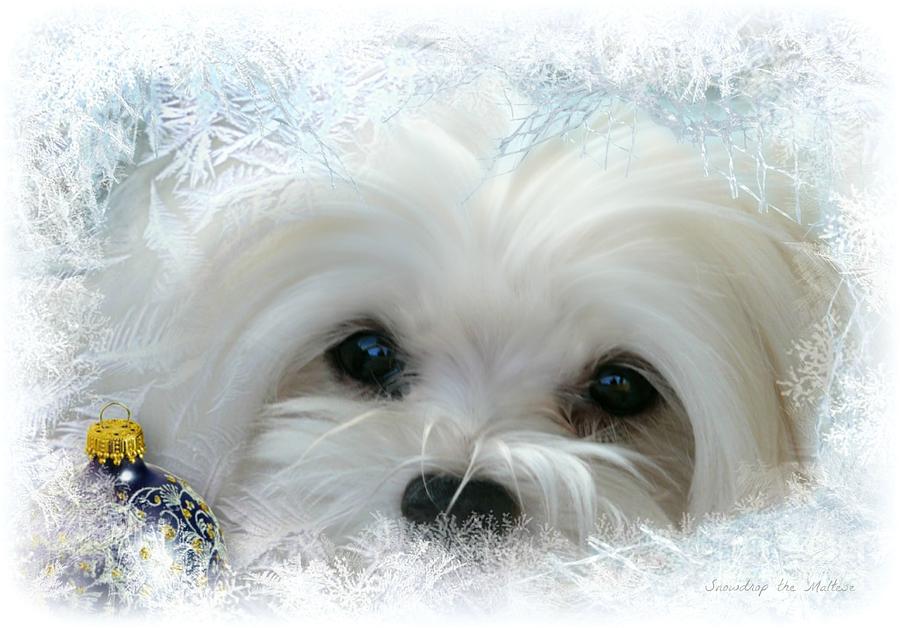 Maltese Puppy Mixed Media - Cold as Ice by Morag Bates