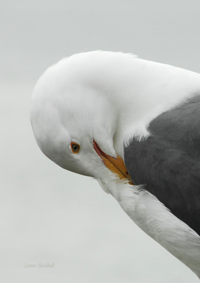 Cold Beak Photograph by Donna Blackhall