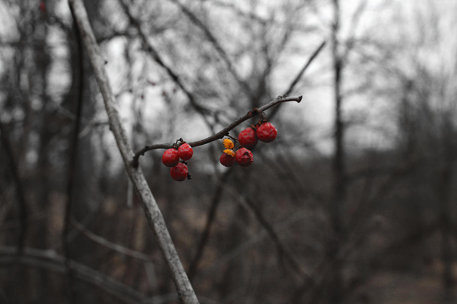 Nature Photograph - Cold Berry by Noah Bryant