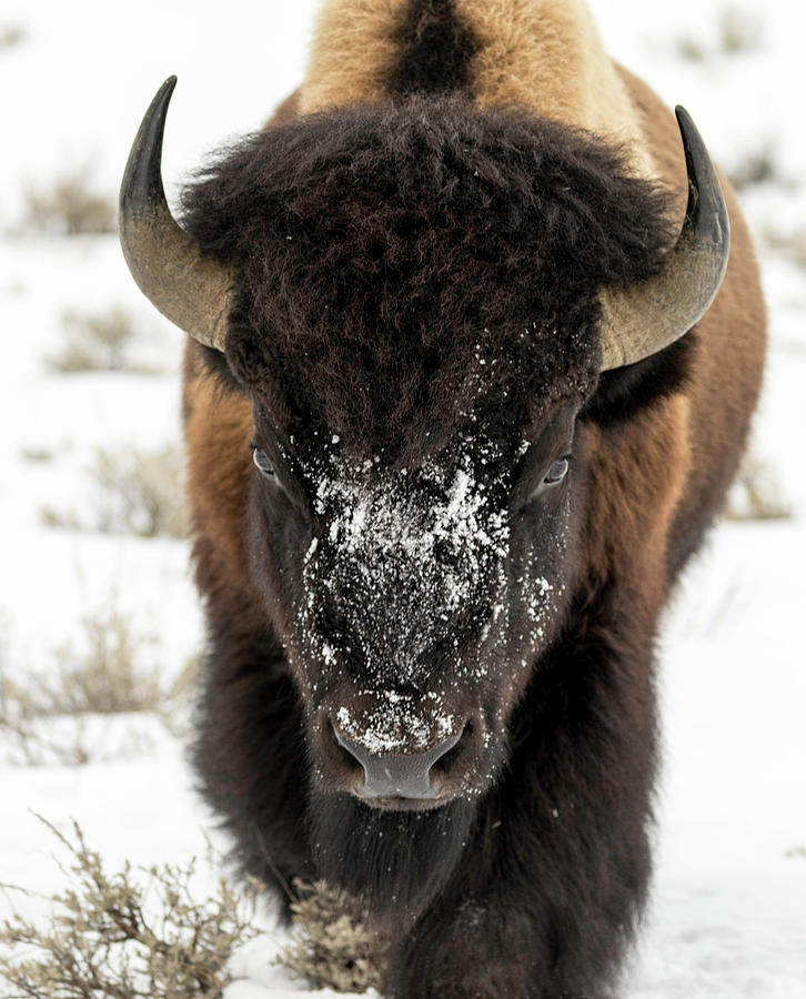 Cold Bison Stare Photograph by Mark Harrington