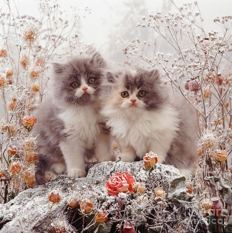 Cold Cats Photograph by Warren Photographic