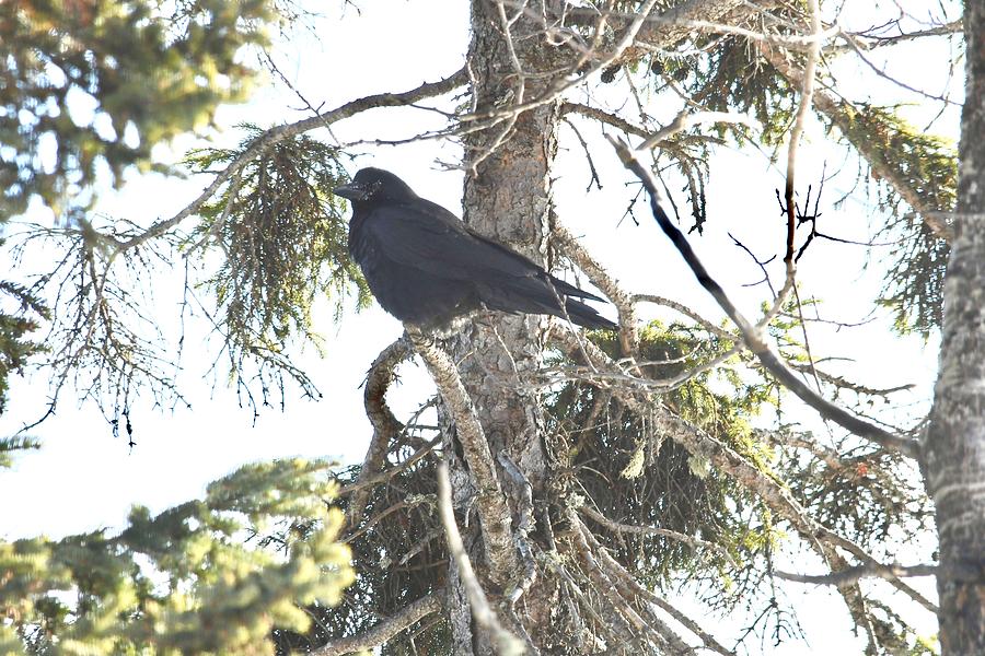 Cold Common Crow Photograph by Hella Buchheim