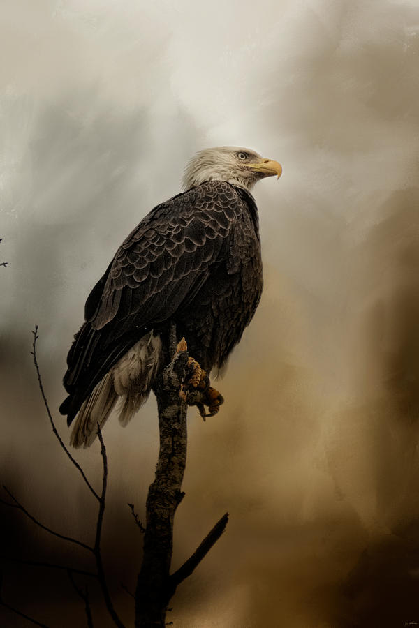 Eagle Photograph - Cold Day In March by Jai Johnson