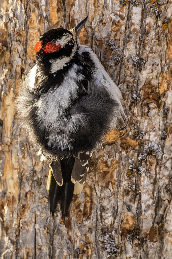 Woodpecker Photograph - Cold Downey Woodpecker by Paul Freidlund