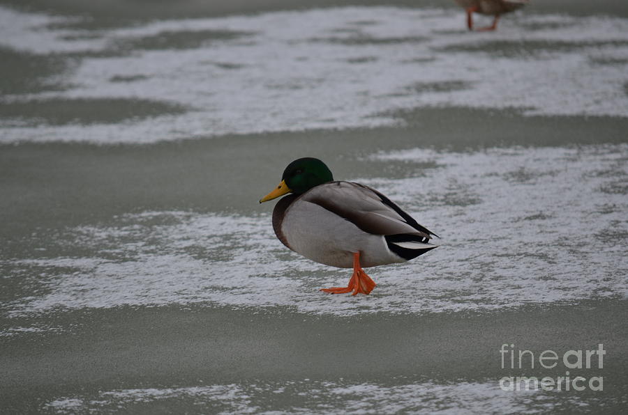 Cold Duck Photograph by James Stewart - Pixels