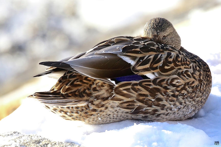 Cold Duck Photograph by John Meader