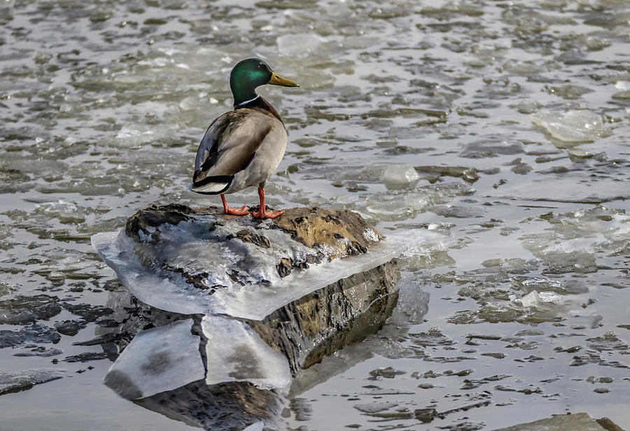 Cold Duck Photograph by Ray Congrove