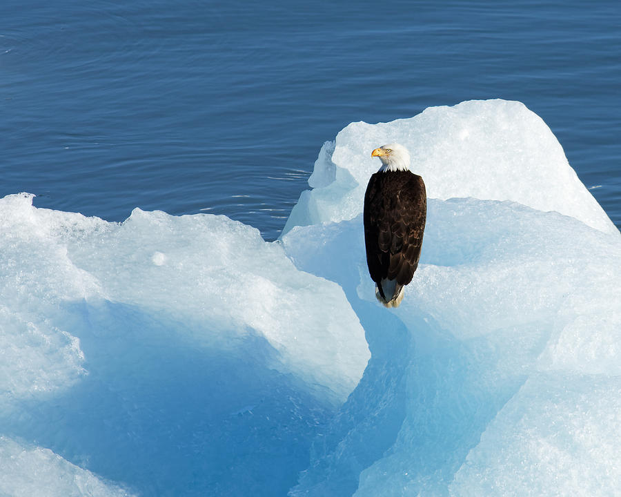 Cold Feet -- Bald Eagle on an Iceberg in Disenchantment Bay, Alaska Photograph by Darin Volpe