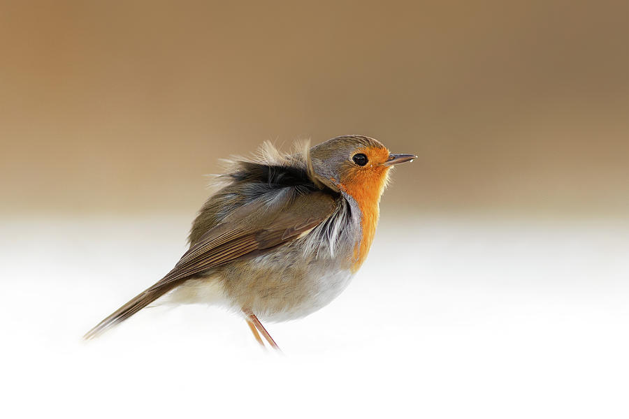 Animal Photograph - Cold Feet II - Little Red Robin in the Snow by Roeselien Raimond