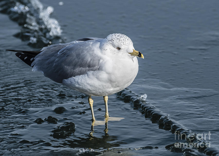 Seagull Photograph - Cold Feet by Joann Long