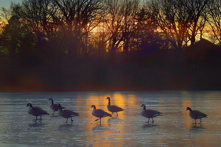 Sunset Photograph - Cold Feet by Nikolyn McDonald