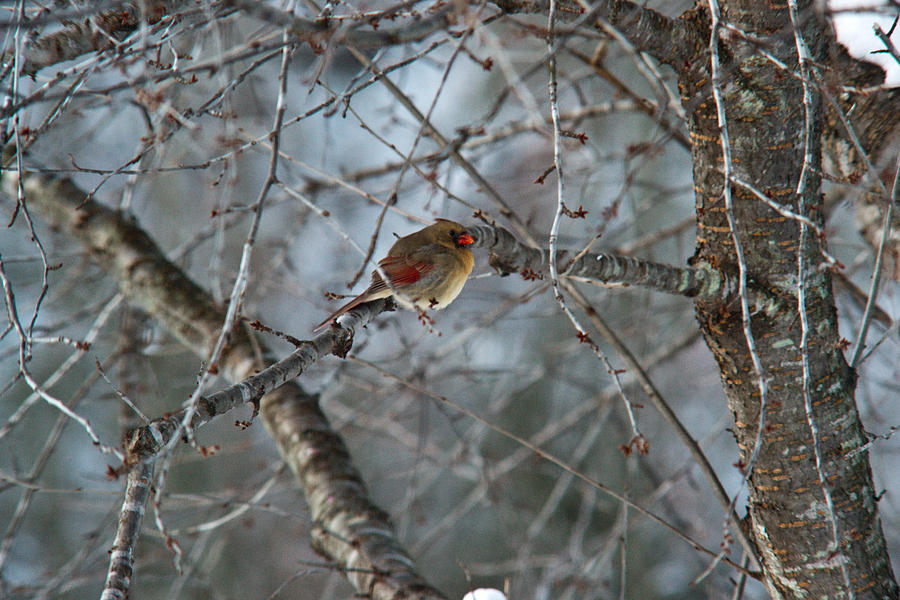 Cold Female Red Bird Photograph by Douglas Barnett
