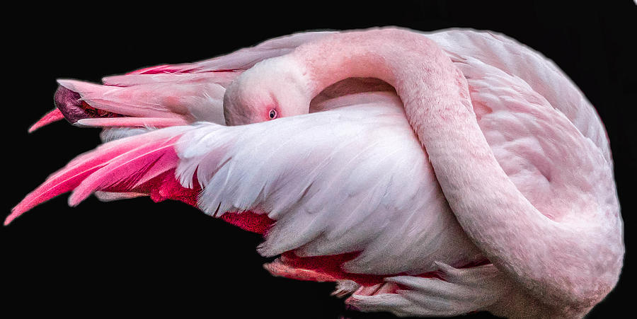 Cold Flamingo Photograph by Cathy Donohoue