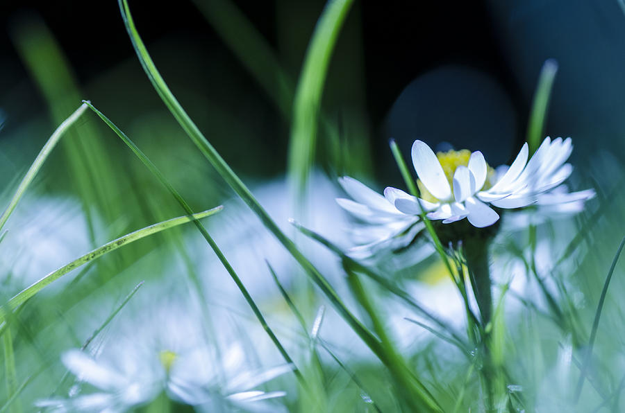 Cold Flower Photograph by Tamara Al Bahri - Fine Art America