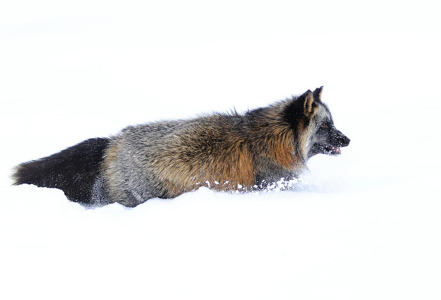 Cold Fox Photograph by Steve McKinzie