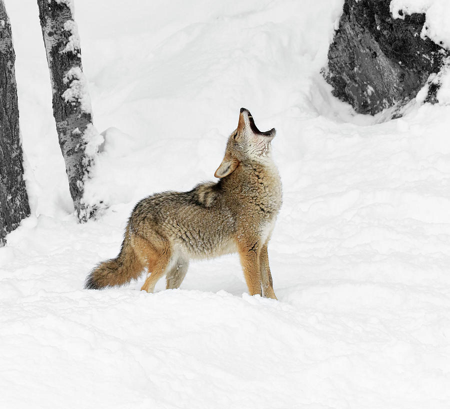 Cold Howl Photograph by Steve McKinzie