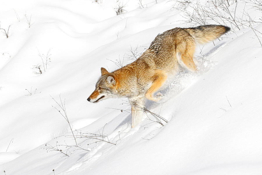 Cold Hunter Photograph by Steve McKinzie