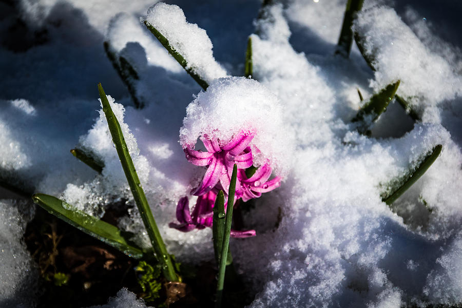 Cold Hyacinth Photograph by Jay Stockhaus